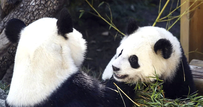 ചൈ​നീ​സ്​ ഗി​ഫ്​​റ്റാ​യി ഭീ​മ​ൻ പാ​ണ്ട​ക​ൾ ഖ​ത്ത​റി​ലേ​ക്ക്​