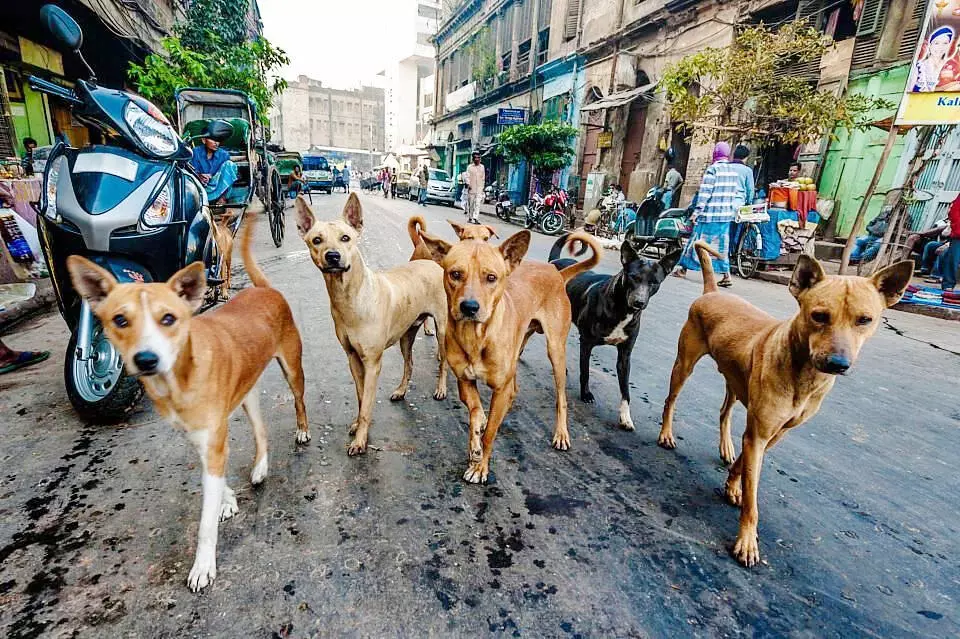 തെരുവുനായ് ശല്യത്തിന് പരിഹാരം ഉണ്ടോ? സ്റ്റാര്ട്ടപ് മിഷന് ആശയങ്ങള് തേടുന്നു തെരുവുനായ് ശല്യത്തിന് പരിഹാരം ഉണ്ടോ? സ്റ്റാര്ട്ടപ് മിഷന് ആശയങ്ങള് തേടുന്നു