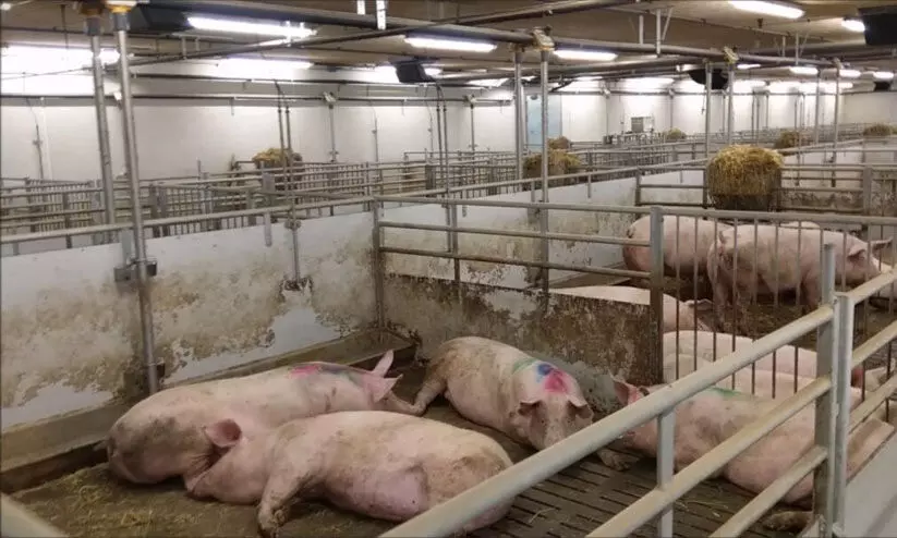 പന്നി വളര്‍ത്തല്‍ കേന്ദ്രത്തിൽനിന്ന് മാലിന്യം നെയ്യാറില്‍ തള്ളുന്നെന്ന്