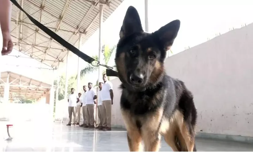 Sniffer dog squad to protect cheetahs