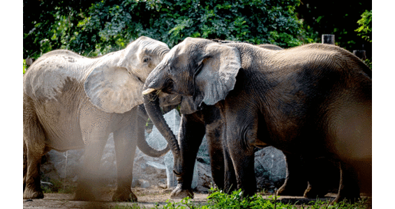 ഒമ്പതു​ പുതിയ കാഴ്ചകളുമായി സഫാരി പാർക്ക്​ തുറന്നു