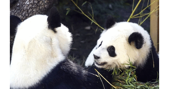 ചൈ​നീ​സ്​ ഗി​ഫ്​​റ്റാ​യി ഭീ​മ​ൻ പാ​ണ്ട​ക​ൾ ഖ​ത്ത​റി​ലേ​ക്ക്​