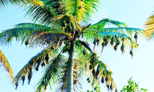 കണ്ണു തുറന്നു കാണു; ഈ തെങ്ങിൻ തോപ്പിലെ ആറ്റക്കിളിക്കൂട്