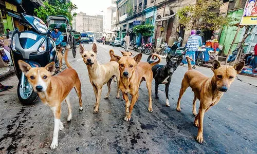 തെരുവുനായ് ശല്യത്തിന് പരിഹാരം ഉണ്ടോ? സ്റ്റാര്‍ട്ടപ് മിഷന്‍ ആശയങ്ങള്‍ തേടുന്നു