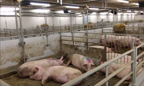 പന്നി വളര്‍ത്തല്‍ കേന്ദ്രത്തിൽനിന്ന് മാലിന്യം നെയ്യാറില്‍ തള്ളുന്നെന്ന്