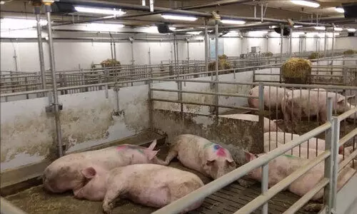 പന്നി വളര്‍ത്തല്‍ കേന്ദ്രത്തിൽനിന്ന് മാലിന്യം നെയ്യാറില്‍ തള്ളുന്നെന്ന്