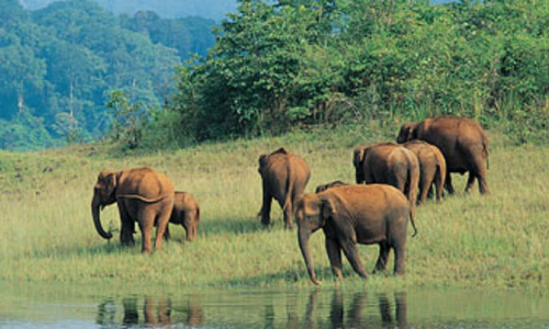 ആറളം ഫാമിൽ ആനയുടെ ചവിട്ടേറ്റ് മരിച്ചത് 13 പേർ; 22 കോടിയുടെ ആനമതിൽ ചുവപ്പ് നാടയിൽ