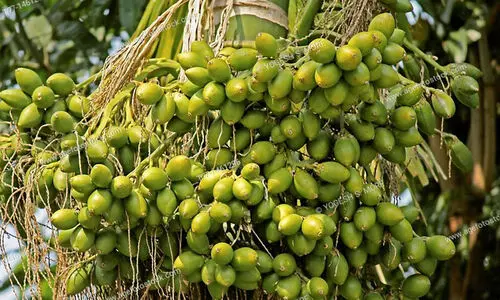 ഭൂട്ടാനിൽനിന്ന് 17,000 ടൺ പച്ച അടക്ക ഇറക്കുമതി ചെയ്യും