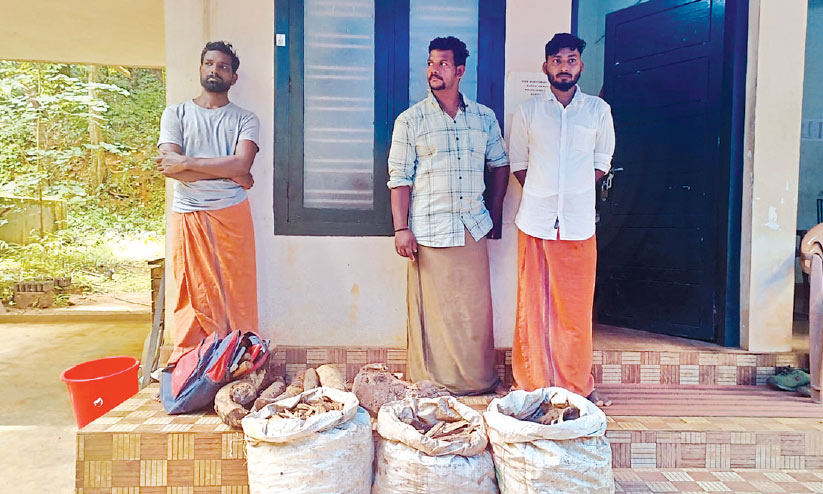 ചന്ദനമുട്ടികളുമായി മൂന്നുപേർ പിടിയിൽ ചന്ദനമുട്ടികളുമായി മൂന്നുപേർ പിടിയിൽ
