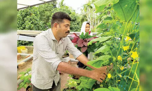 Agricultural life of Sadiq
