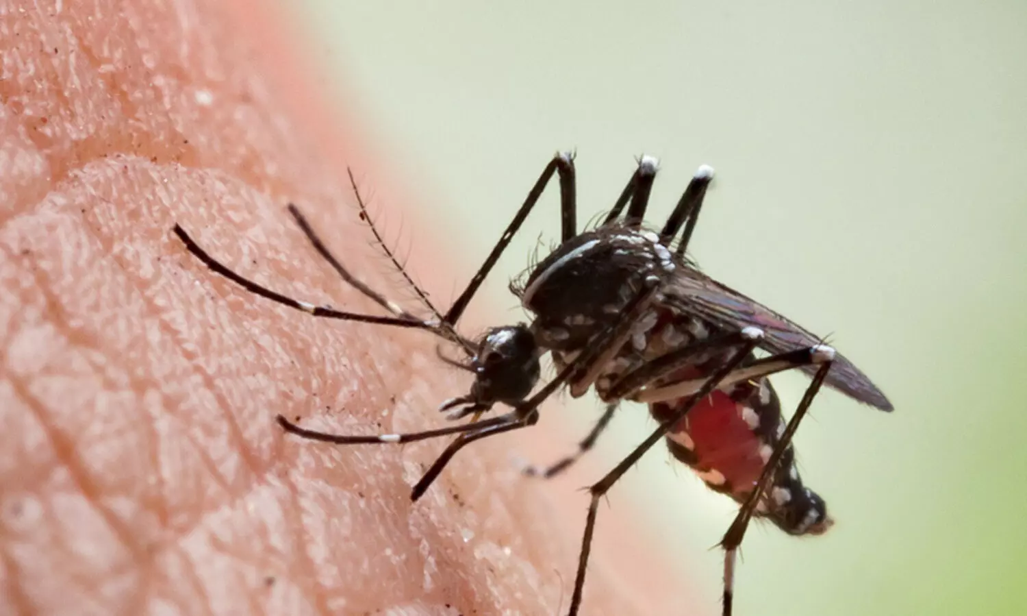 നിലമ്പൂരിൽ ഒരാൾക്ക് മലേറിയ സ്ഥിരീകരിച്ചു