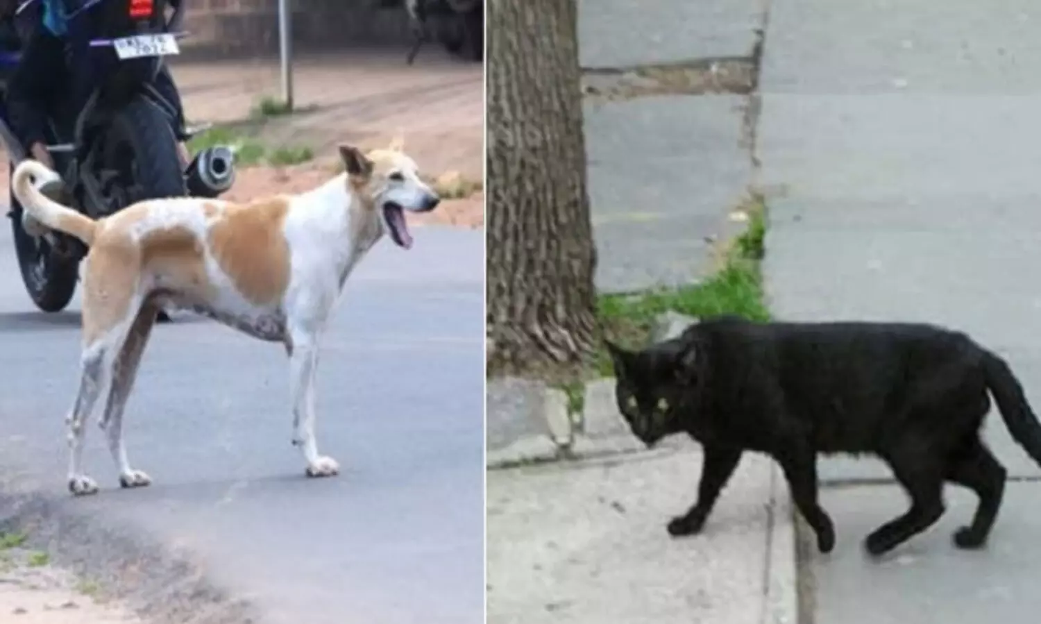 പൂച്ചയുടെ കടിയേറ്റ് ആശുപത്രിയിലെത്തിയ യുവതിയെ തെരുവുനായ​ കടിച്ചു