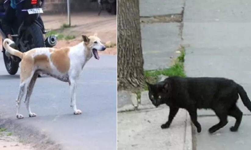 പൂച്ചയുടെ കടിയേറ്റ് ആശുപത്രിയിലെത്തിയ യുവതിയെ തെരുവുനായ കടിച്ചു പൂച്ചയുടെ കടിയേറ്റ് ആശുപത്രിയിലെത്തിയ യുവതിയെ തെരുവുനായ കടിച്ചു