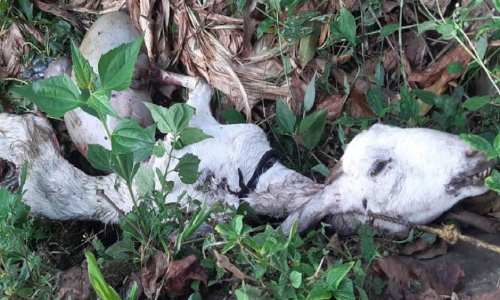 ആടുകളെ പുലി പിടിച്ചു ആടുകളെ പുലി പിടിച്ചു