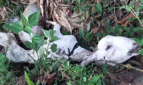 ആടുകളെ പുലി പിടിച്ചു