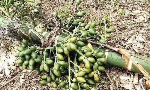 കുങ്കിയാനകൾ കാടുകയറ്റിയ കാട്ടാനകൾ വീണ്ടുമെത്തി; കൃഷി നശിപ്പിച്ചു