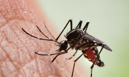 ആഫ്രിക്കയിൽ മലേറിയ കൊതുകുകളെ നിയന്ത്രിക്കാൻ പുതിയ പദ്ധതിയുമായി ലോകാരോഗ്യ സംഘടന