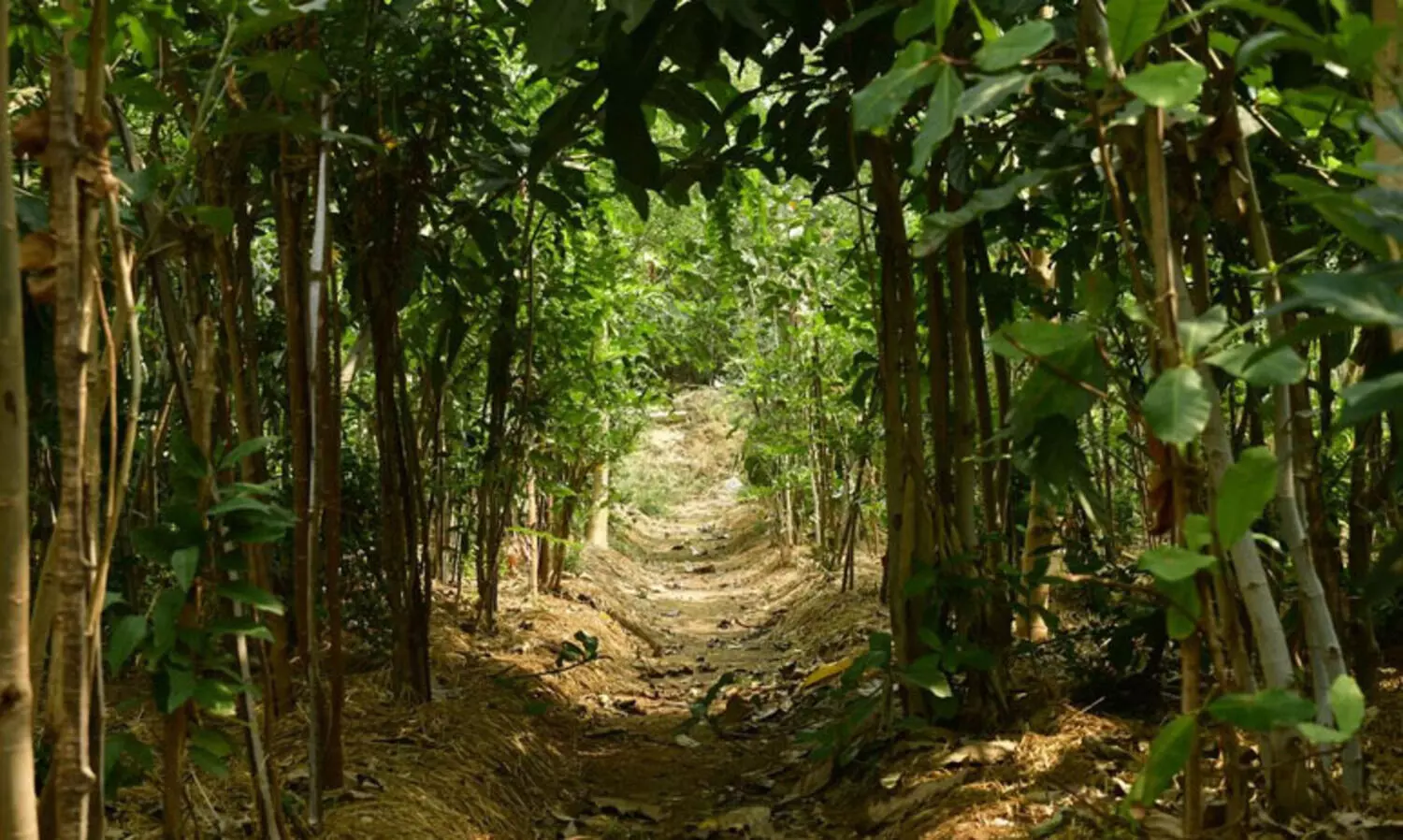 വനാശ്രിത ഗ്രാമങ്ങളില്‍ ഔഷധ സസ്യകൃഷിക്ക് തയാറെടുത്ത് വനം വകുപ്പ്