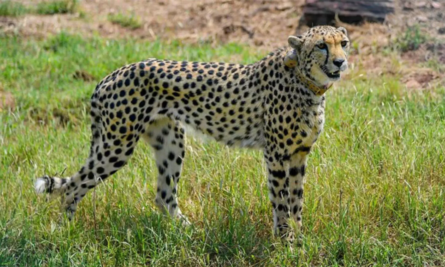 നമീബിയയിൽനിന്നെത്തിച്ച ചീറ്റപ്പുലി ആശ ഗർഭിണിയെന്ന് സൂചന