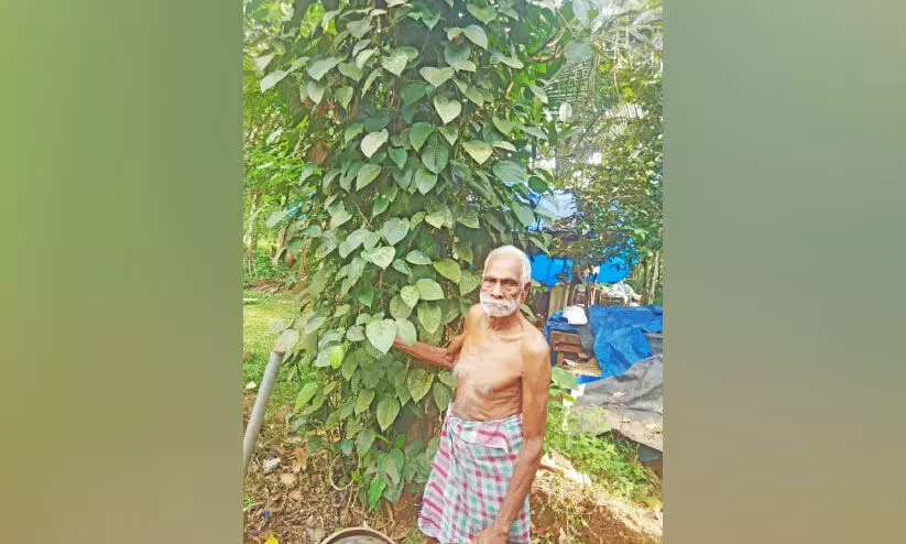 വാർധക്യം വഴിമാറി: കൃഷിയിടത്തിൽ രാഘവൻ നായരുടെ ഹരിത വിപ്ലവം