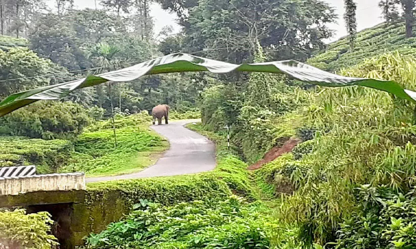 വന്യമൃഗശല്യത്തിൽ പൊറുതിമുട്ടി വൈത്തിരിയിൽ മൂന്നിന് ദേശീയപാത ഉപരോധിക്കും വന്യമൃഗശല്യത്തിൽ പൊറുതിമുട്ടി വൈത്തിരിയിൽ മൂന്നിന് ദേശീയപാത ഉപരോധിക്കും