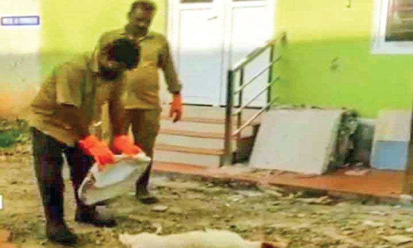 തെരുവുനായ്ക്കൾ കൂട്ടത്തോടെ ചത്തനിലയിൽ തെരുവുനായ്ക്കൾ കൂട്ടത്തോടെ ചത്തനിലയിൽ