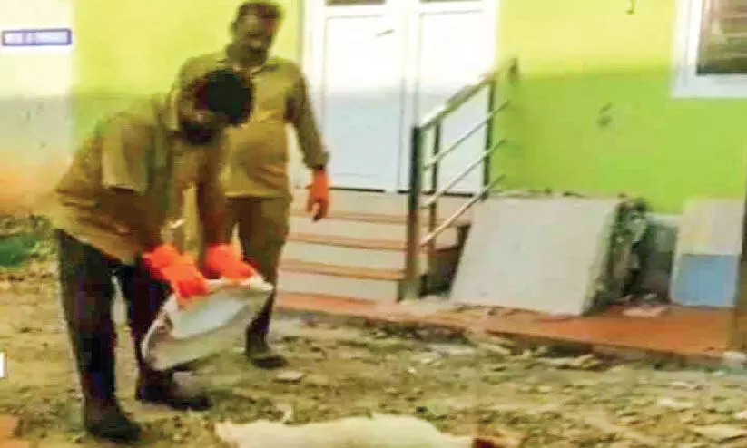 തെരുവുനായ്ക്കൾ കൂട്ടത്തോടെ ചത്തനിലയിൽ തെരുവുനായ്ക്കൾ കൂട്ടത്തോടെ ചത്തനിലയിൽ