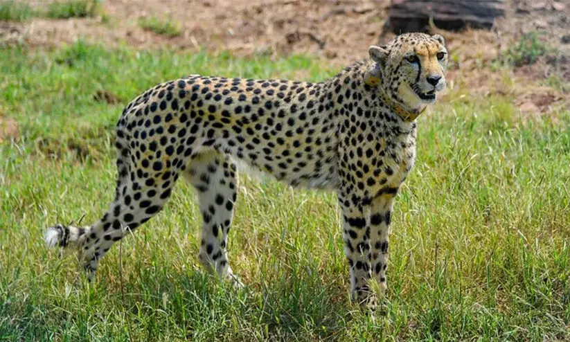 നമീബിയയിൽനിന്നെത്തിച്ച ചീറ്റപ്പുലി ആശ ഗർഭിണിയെന്ന് സൂചന