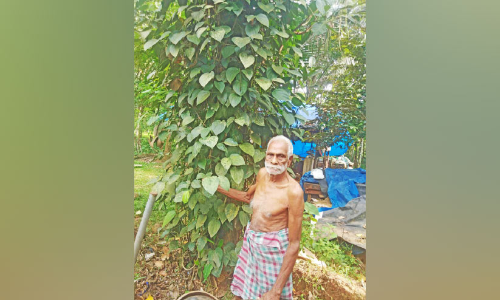 വാർധക്യം വഴിമാറി: കൃഷിയിടത്തിൽ രാഘവൻ നായരുടെ ഹരിത വിപ്ലവം