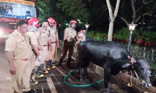 പോത്ത് വിരണ്ടോടി മ്യൂസിയം വളപ്പിൽ കയറി പോത്ത് വിരണ്ടോടി മ്യൂസിയം വളപ്പിൽ കയറി