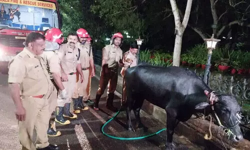 പോത്ത് വിരണ്ടോടി മ്യൂസിയം വളപ്പിൽ കയറി