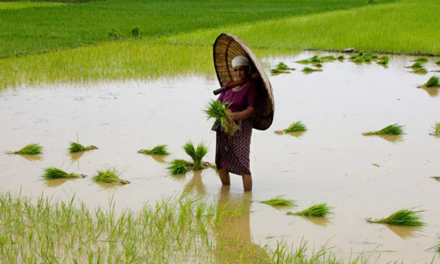കർഷകരെ ദ്രോഹിക്കുകയാണ് കൃഷി വകുപ്പിലെ ഉദ്യോഗസ്ഥരെന്ന് റിപ്പോർട്ട്