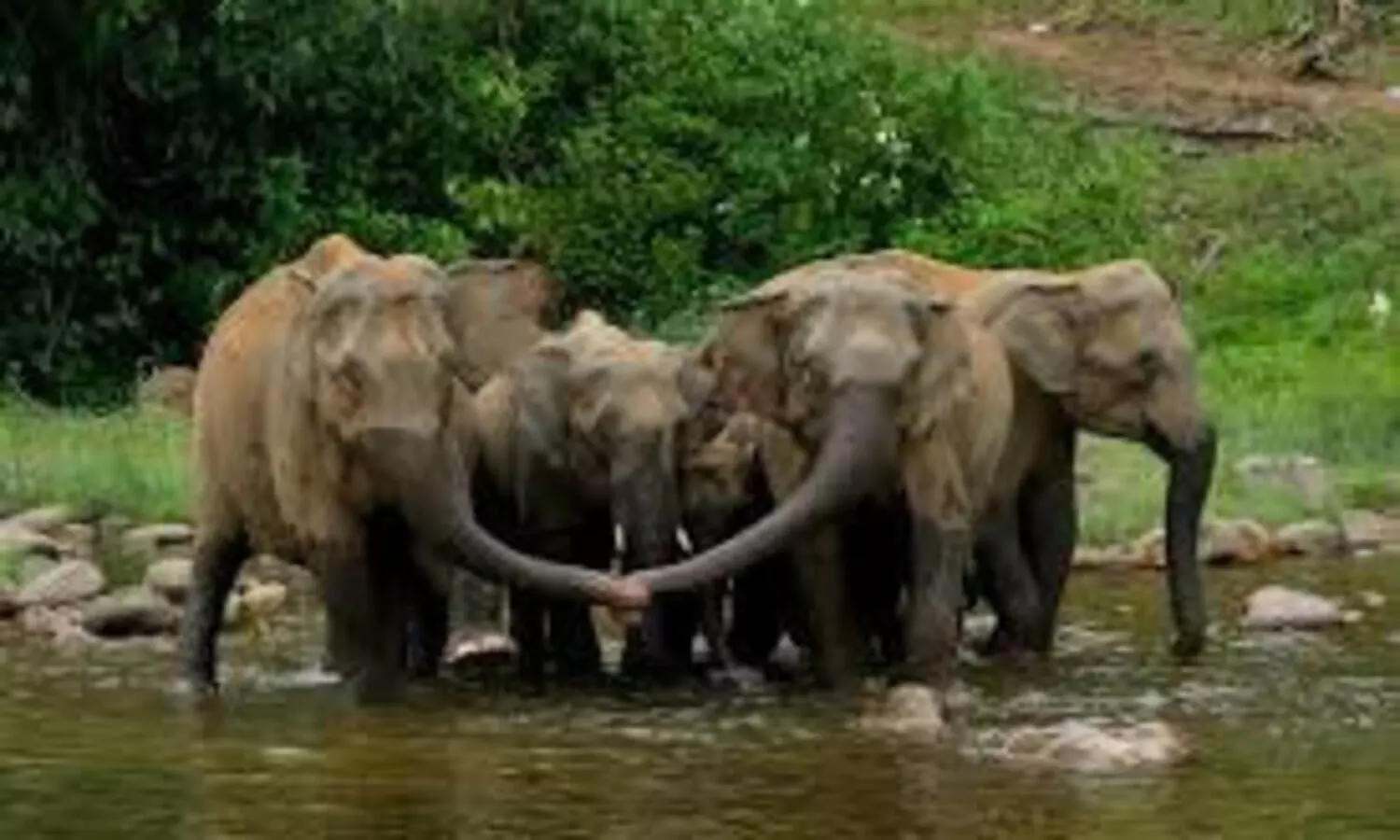 വന്യജീവി വാരാഘോഷത്തിന് തുടക്കമായി