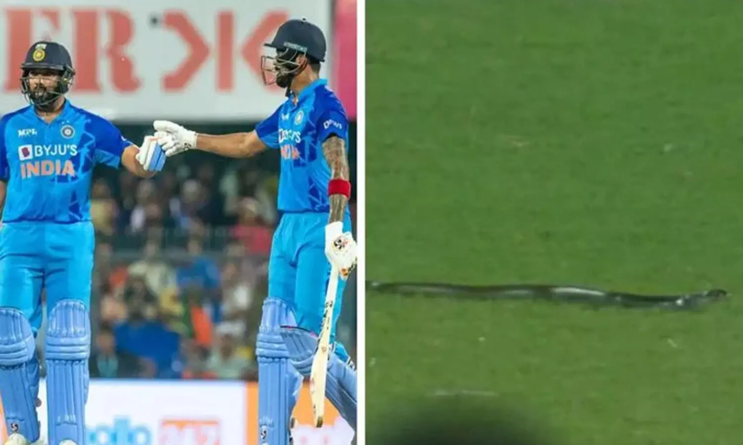 snake on ground 98757