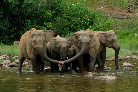 വന്യജീവി വാരാഘോഷത്തിന് തുടക്കമായി വന്യജീവി വാരാഘോഷത്തിന് തുടക്കമായി