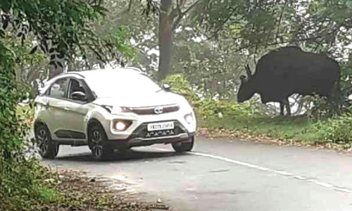 നെല്ലിയാമ്പതി റോഡിൽ കാട്ടുപോത്തും