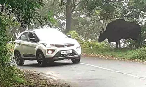 നെല്ലിയാമ്പതി റോഡിൽ കാട്ടുപോത്തും