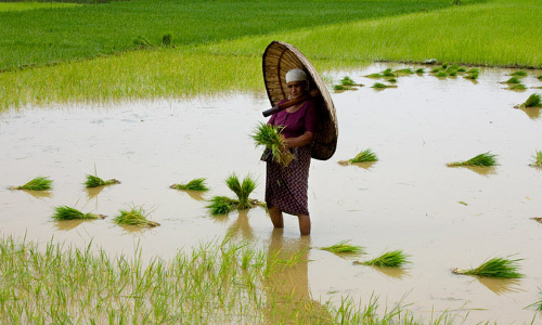 കർഷകരെ ദ്രോഹിക്കുകയാണ് കൃഷി വകുപ്പിലെ ഉദ്യോഗസ്ഥരെന്ന് റിപ്പോർട്ട്