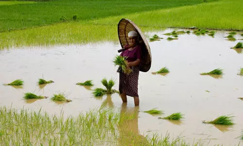 കർഷകരെ ദ്രോഹിക്കുകയാണ് കൃഷി വകുപ്പിലെ ഉദ്യോഗസ്ഥരെന്ന് റിപ്പോർട്ട്
