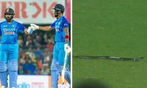 snake on ground 98757