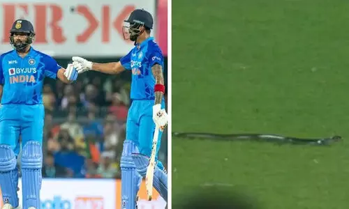 snake on ground 98757