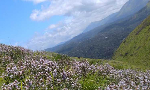 Neelakurinji, KSRTC, bus service