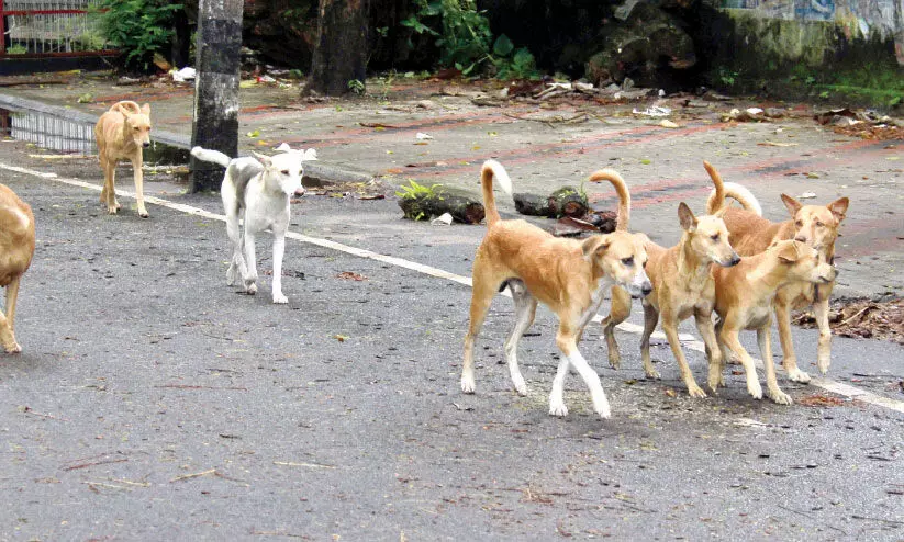 street dogs in kollam street dogs in kollam