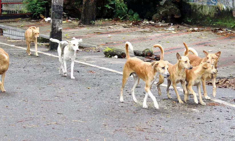 street dogs in kollam