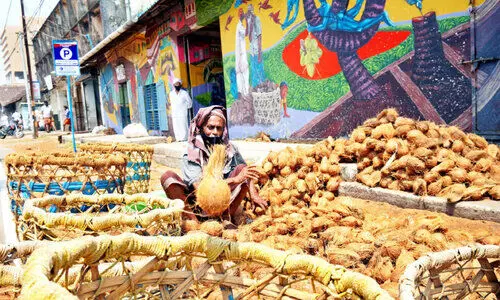 തേങ്ങലായി തേങ്ങ; സംഭരണം പാളി, വില കൂപ്പുകുത്തി