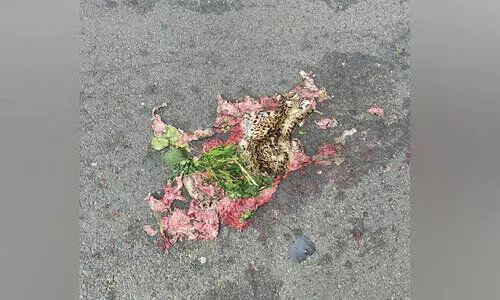 കൊളഗപ്പാറയിൽ വാഹനമിടിച്ച് കാട്ടുമൃഗം ചത്തു; പുലിയുടേതിന് സമാനമായ തോൽ