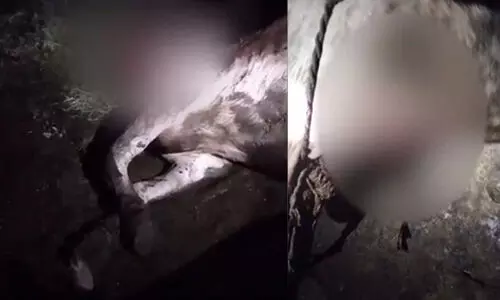 രാജമലയിൽ വീണ്ടും കടുവ ആക്രമണം; അഞ്ച് പശുക്കളെ കൊന്നു