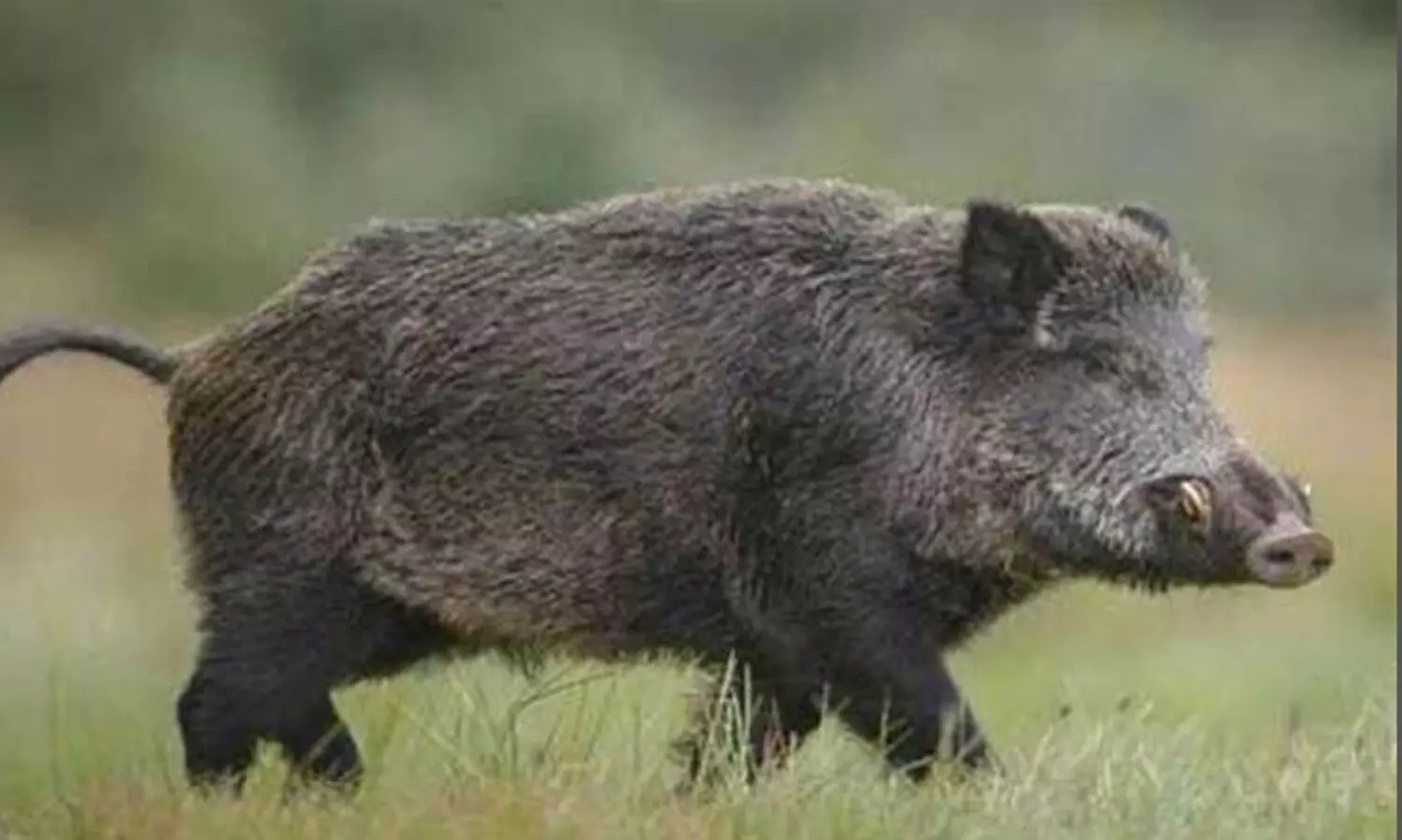 wild boar