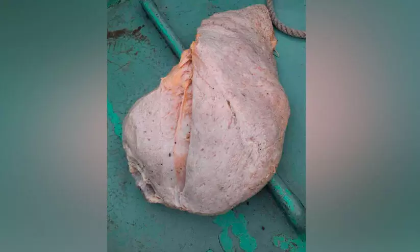 വീണ്ടും വലയിൽകുടുങ്ങി തിമിംഗില ഛർദി വീണ്ടും വലയിൽകുടുങ്ങി തിമിംഗില ഛർദി