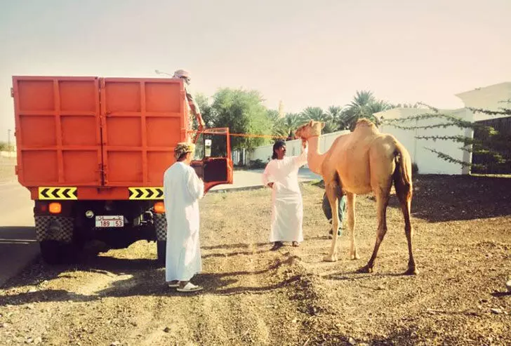 അലഞ്ഞുതിരിയുന്ന മൃഗങ്ങൾ: ബോധവത്കരണവുമായി ദാഖിലിയ മുനിസിപ്പാലിറ്റി